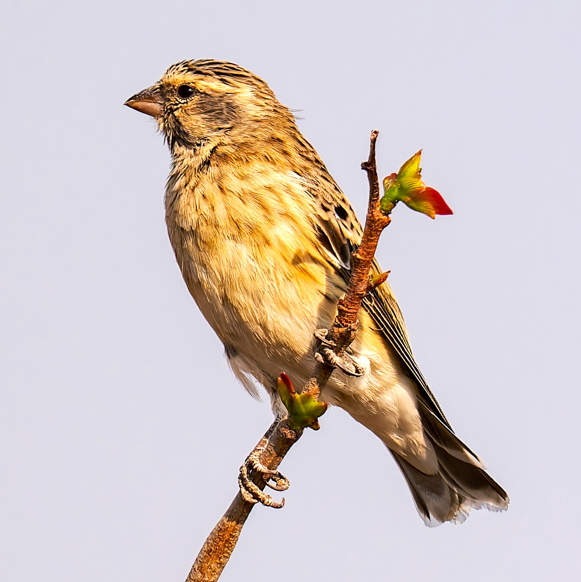 image Black-throated Canary